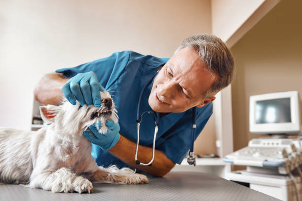 Best Emergency Wisdom Teeth Removal in Cathcart, WA